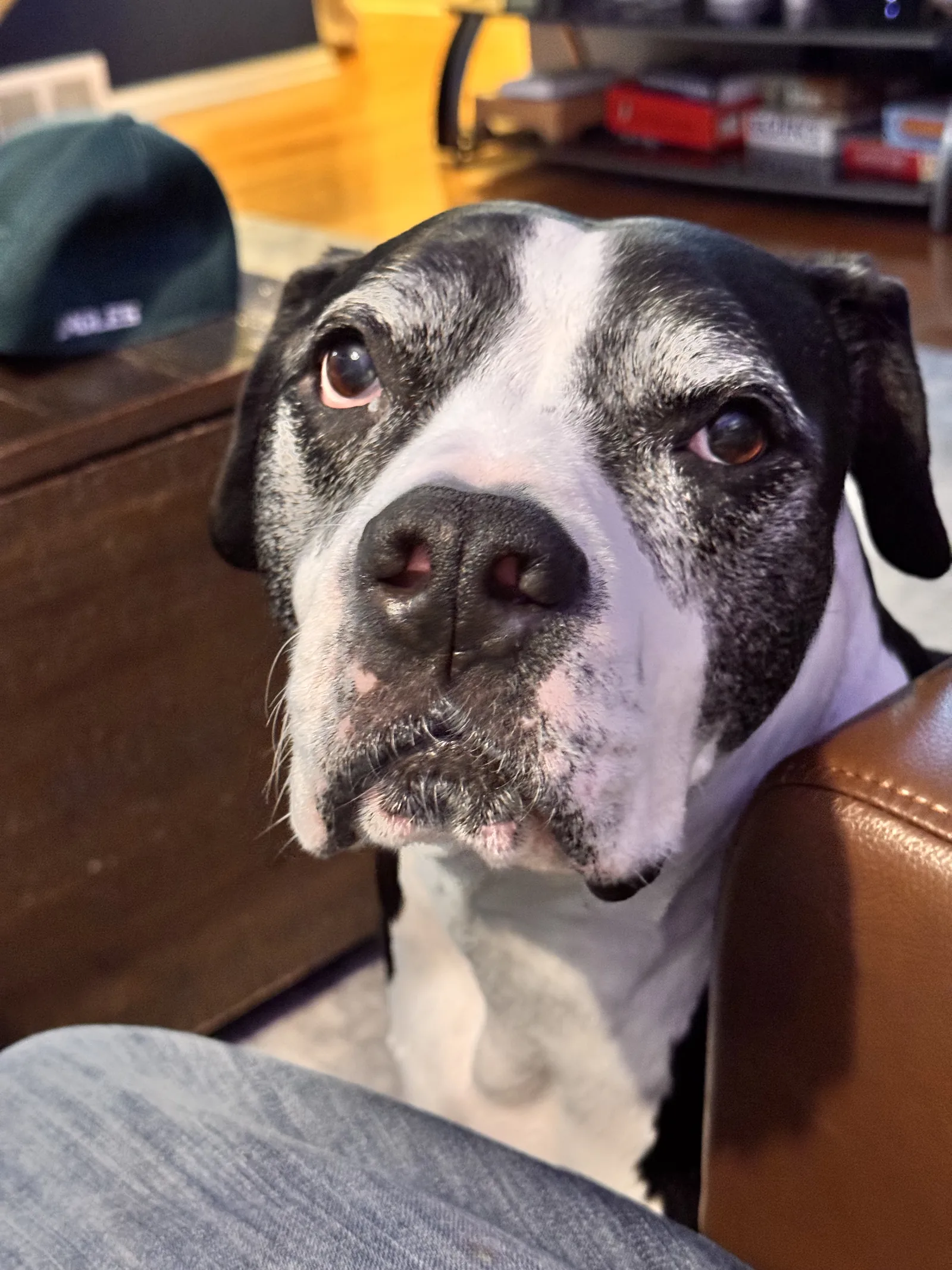 Lucky, our black-and-white co-pilot with a greying muzzle, gazing up at the camera